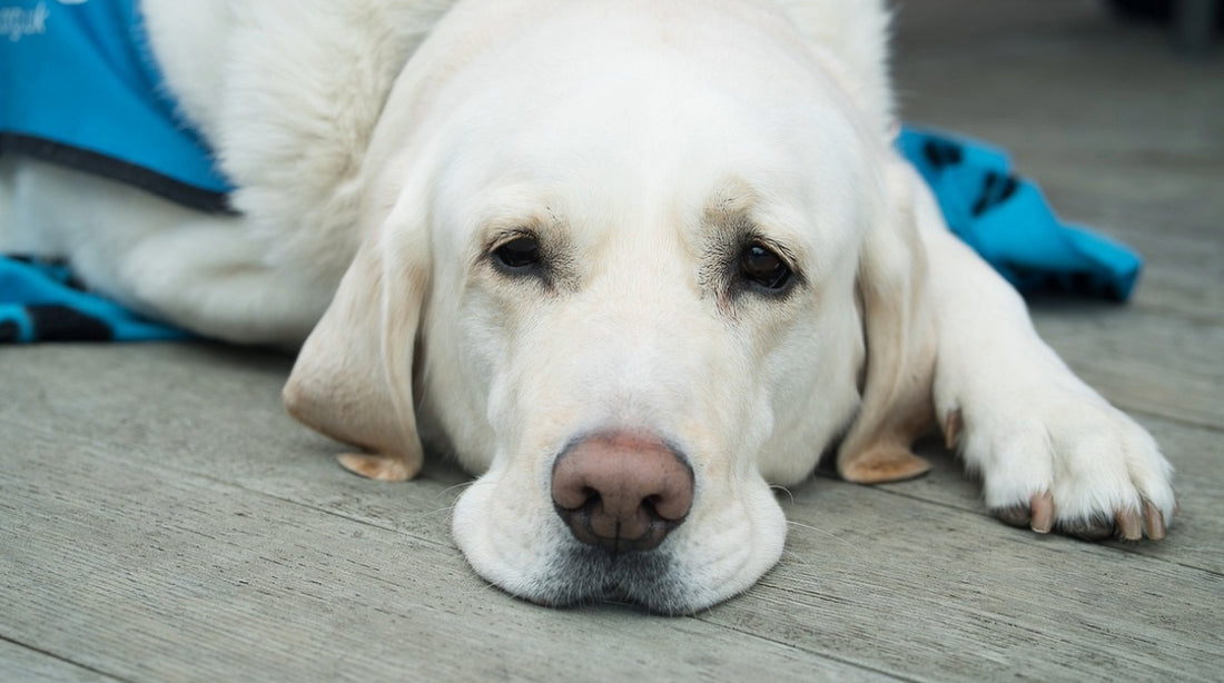 Ein Hund liegt sichtlich angeschlagen auf dem Boden. Leidet er an Durchfall?