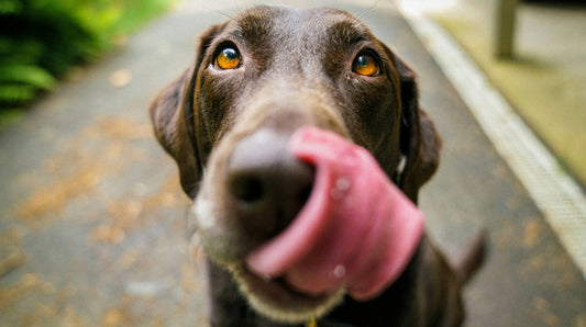 Ein Hund kurzt vor dem Verzehr der nächsten Mahlzeit. Guten Appetit!