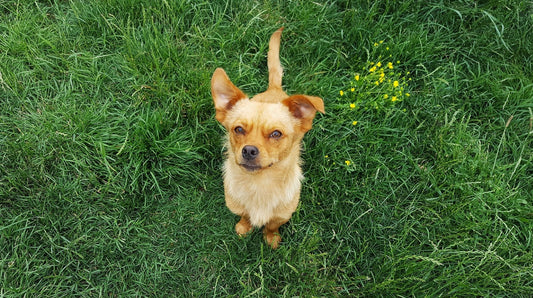 Ein kleiner, hellbrauner Hund sitzt auf einer grünen Wiese und schaut direkt in die Kamera. Die Ohren sind aufgestellt, und gelbe Blumen blühen neben ihm.